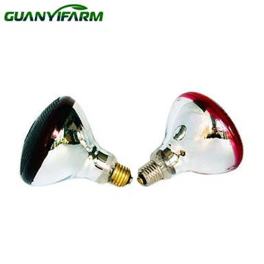 Mantendo os pintinhos aquecidos