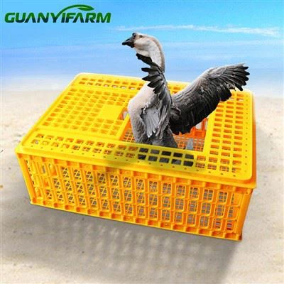 Caixa de transporte de frango de plástico