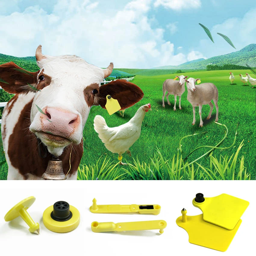Application of cattle ear tag Application of cattle ear tag